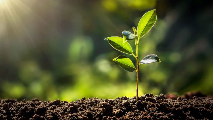 Holz als Hightech-Rohstoff: Wie Pflanzen die Materialien der Zukunft liefern | Sustainable Paper Packaging & Print | TwoSide
